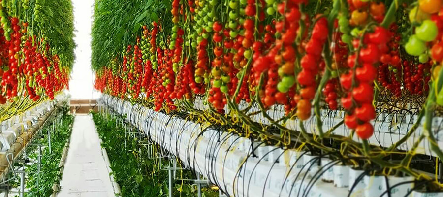 Can Used Rock Wool Slabs Be Safely Reconditioned for a Second Tomato Crop Cycle?