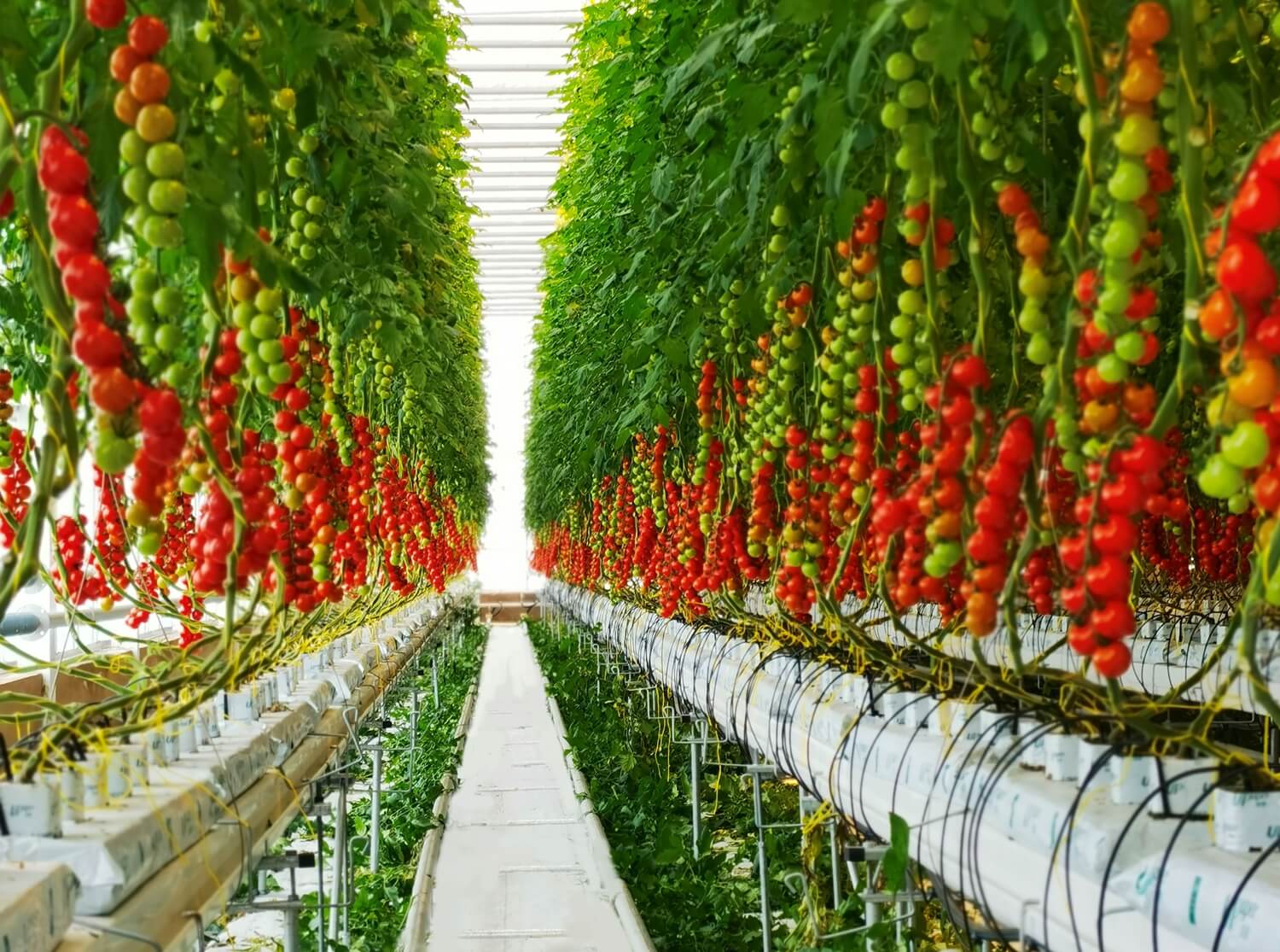Complete root-zone management for high-yield and stable tomato production.