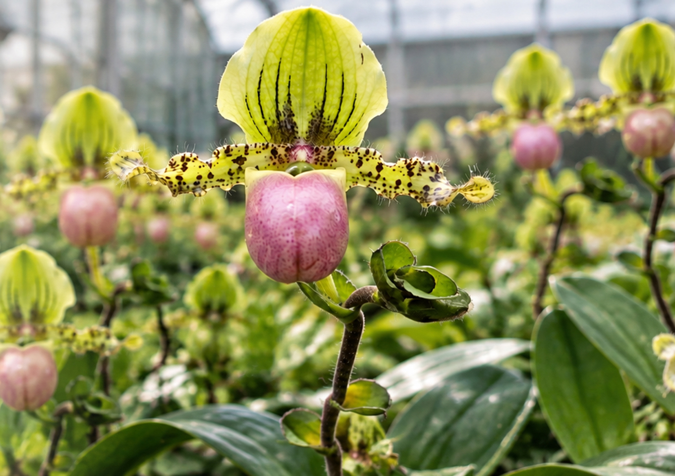Professional commercial floriculture greenhouse featuring orchids and roses